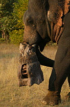 'Tusk cam' camera mounted onto domesticated elephant (Elephas maximus) tusk to film Bengal tigers, Pench National Park, Madhya Pradesh, India, taken on location for 'Tiger - Spy in the Jungle' Decembe...