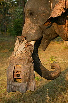 'Tusk cam' camera mounted onto domesticated elephant (Elephas maximus) tusk to film bengal tigers, Pench National Park, Madhya Pradesh, India, taken on location for 'Tiger - Spy in the Jungle' Decembe...