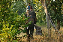 'Tusk cam' camera mounted onto domesticated elephant (Elephas maximus) tusk to film bengal tigers, Pench National Park, Madhya Pradesh, India, taken on location for 'Tiger - Spy in the Jungle'. Decemb...