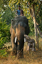 'Tusk cam' camera mounted onto domesticated elephant (Elephas maximus) tusk to film bengal tigers,  Pench National Park, Madhya Pradesh, India, taken on location for 'Tiger - Spy in the Jungle'. Decem...
