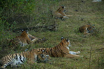 Bengal Tiger (Panthera tigris tigris) mother and cubs resting,  Pench National Park, Madhya Pradesh, India, taken on location for 'Tiger - Spy in the Jungle' December 2006