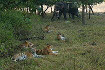Bengal Tiger (Panthera tigris tigris) mother and cubs resting, whilst approached by domesticated elephant (Elephas maximas) with 'Tusk Cam' for filming, Pench National Park, Madhya Pradesh, India, tak...