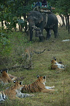 Bengal Tiger (Panthera tigris tigris) family resting, whilst approached by domesticated elephant (Elephas maximas) with 'Tusk Cam' filming camera, Pench National Park, Madhya Pradesh, India, taken on...