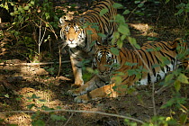 Bengal Tiger (Panthera tigris tigris) two juvenile females,  Pench National Park, Madhya Pradesh, India, taken on location for 'Tiger - Spy in the Jungle' December 2006