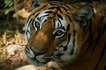 Bengal Tiger (Panthera tigris tigris) juvenile female cub, portrait, Pench National Park, Madhya Pradesh, India, taken on location for 'Tiger - Spy in the Jungle' December 2006