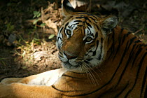 Bengal Tiger (Panthera tigris tigris) juvenile female cub, portrait, Pench National Park, Madhya Pradesh, India, taken on location for 'Tiger - Spy in the Jungle' December 2006