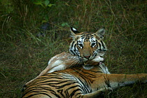 Bengal Tiger (Panthera tigris tigris) juvenile female, holding dead Chital (Axis axis) by the neck, Pench National Park, Madhya Pradesh, India, taken on location for 'Tiger - Spy in the Jungle' Decemb...