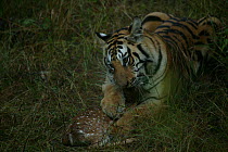 Bengal Tiger (Panthera tigris tigris) feeding on Chital (Axis axis) Pench National Park, Madhya Pradesh, India, taken on location for 'Tiger - Spy in the Jungle' December 2006