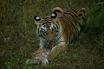 Bengal Tiger (Panthera tigris tigris) Pench National Park, Madhya Pradesh, India, taken on location for 'Tiger - Spy in the Jungle' December 2006