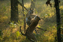 Bengal Tiger (Panthera tigris tigris) juveniles play fighting, Pench National Park, Madhya Pradesh, India, taken on location for 'Tiger - Spy in the Jungle' December 2006