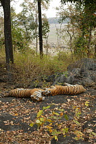Bengal Tigers (Panthera tigris tigris) resting, Pench National Park, Madhya Pradesh, India, taken on location for 'Tiger - Spy in the Jungle' February 2007