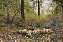 Bengal Tigers (Panthera tigris tigris) resting, Pench National Park, Madhya Pradesh, India, taken on location for 'Tiger - Spy in the Jungle' February 2007