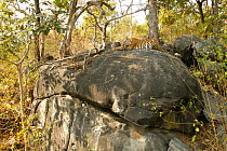 Bengal Tiger (Panthera tigris tigris) resting on top of boulders, Pench National Park, Madhya Pradesh, India, taken on location for 'Tiger - Spy in the Jungle' February 2007