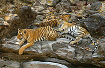 Bengal Tigers (Panthera tigris tigris) resting on boulders, Pench National Park, Madhya Pradesh, India, taken on location for 'Tiger - Spy in the Jungle' February 2007
