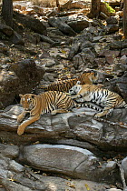 Bengal Tiger (Panthera tigris tigris) family resting on boulders, Pench National Park, Madhya Pradesh, India, taken on location for 'Tiger - Spy in the Jungle' February 2007