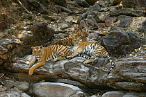 Bengal Tiger (Panthera tigris tigris) mother (middle) resting on boulders with juveniles, Pench National Park, Madhya Pradesh, India, taken on location for 'Tiger - Spy in the Jungle' February 2007