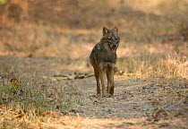 Golden jackal (Canis aureus) Pench NP, India, taken on location for 'Tiger - Spy in the Jungle' February 2005