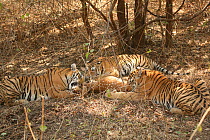 Bengal Tiger (Panthera tigris tigris) family feeding on Chital (Axis axis) Pench National Park, Madhya Pradesh, India, taken on location for 'Tiger - Spy in the Jungle' 2007