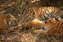 Bengal Tiger (Panthera tigris tigris) family feeding on Chital deer (Axis axis) Pench National Park, Madhya Pradesh, India, taken on location for 'Tiger - Spy in the Jungle' 2007