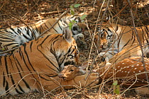 Bengal Tiger (Panthera tigris tigris) family feeding on Chital deer (Axis axis) Pench National Park, Madhya Pradesh, India, taken on location for 'Tiger - Spy in the Jungle' 2007