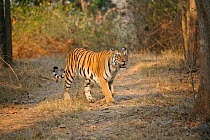 Bengal Tiger (Panthera tigris tigris) female, Pench National Park, Madhya Pradesh, India, taken on location for 'Tiger - Spy in the Jungle' 2007