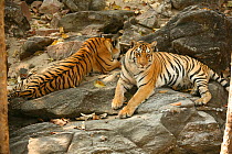 Bengal Tigers (Panthera tigris tigris) resting Pench National Park, Madhya Pradesh, India, taken on location for 'Tiger - Spy in the Jungle' 2007