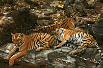 Bengal Tigers (Panthera tigris tigris) resting, Pench National Park, Madhya Pradesh, India, taken on location for 'Tiger - Spy in the Jungle' 2007