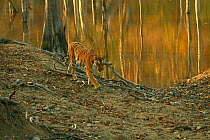 Bengal Tiger (Panthera tigris tigris) juvenile female, walking along by water, Pench National Park, Madhya Pradesh, India, taken on location for 'Tiger - Spy in the Jungle' 2007