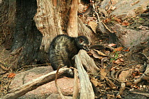 Asian palm civet (Paradoxurus hermaphroditus) taken on location for 'Tiger - Spy in the Jungle' March 2007