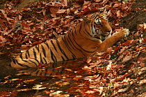 Bengal Tiger (Panthera tigris tigris) juvenile female, cooling off in water, Pench National Park, Madhya Pradesh, India, taken on location for 'Tiger - Spy in the Jungle' March 2007