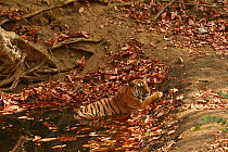 Bengal Tiger (Panthera tigris tigris) juvenile female, resting in pool ti keep cool, Pench National Park, Madhya Pradesh, India, taken on location for 'Tiger - Spy in the Jungle' March 2007