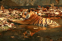 Bengal Tiger (Panthera tigris tigris) keeping cool in water,  Pench National Park, Madhya Pradesh, India, taken on location for 'Tiger - Spy in the Jungle' March 2007