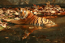 Bengal Tiger (Panthera tigris tigris) juvenile female, resting in pool to keep cool, Pench National Park, Madhya Pradesh, India, taken on location for 'Tiger - Spy in the Jungle' March 2007