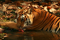 Bengal Tiger (Panthera tigris tigris) juvenile female drinking while resting in pool, Pench National Park, Madhya Pradesh, India, taken on location for 'Tiger - Spy in the Jungle' March 2007