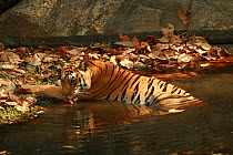 Bengal Tiger (Panthera tigris tigris) juvenile female drinking, Pench National Park, Madhya Pradesh, India, taken on location for 'Tiger - Spy in the Jungle' March 2007