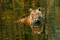 Bengal Tiger (Panthera tigris tigris) juvenile male in water keeping cool, Pench National Park, Madhya Pradesh, India, taken on location for 'Tiger - Spy in the Jungle' March 2007