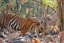 Bengal Tiger (Panthera tigris tigris) juvenile male, profile, Pench National Park, Madhya Pradesh, India, taken on location for 'Tiger - Spy in the Jungle' January 2007