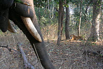 Bengal Tiger (Panthera tigris tigris) juvenile, seen from behind domesticated Asian Elephant (Elephas maximas) used for filming, Pench National Park, Madhya Pradesh, India, taken on location for 'Tige...