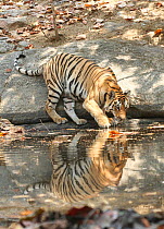 Bengal Tiger (Panthera tigris tigris) by pool, Pench National Park, Madhya Pradesh, India, taken on location for 'Tiger - Spy in the Jungle' March 2007