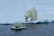 Polar bear (Ursus maritimus) investigating 'iceberg cam' remote camera for filming polar bears, Svalbard, Norway, taken on location for 'Polar Bear : Spy on the Ice' August 2010