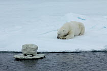 Polar bear (Ursus maritimus) sleeping whilst filmed by 'Iceberg cam' Svalbard, Norway, taken on location for 'Polar Bear : Spy on the Ice' August 2010