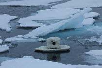 'Iceberg cam' remote camera used for filming polar bears, Svalbard, Norway, taken on location for 'Polar Bear : Spy on the Ice' August 2010