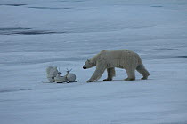 Polar bear (Ursus maritimus) investigating 'Blizzard cam' remote camera for filming polar bears, Svalbard, Norway, taken on location for 'Polar Bear : Spy on the Ice' August 2010