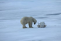 Polar bear (Ursus maritimus) investigating 'Blizzard cam' used for remote filming, Svalbard, Norway, taken on location for 'Polar Bear : Spy on the Ice' August 2010
