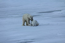 Polar bear (Ursus maritimus) investigating 'Blizzard cam', used to film polar bears remotely, Svalbard, Norway, taken on location for 'Polar Bear : Spy on the Ice' August 2010