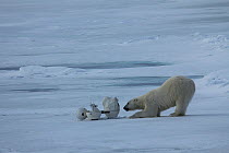 Polar bear (Ursus maritimus) investigating 'blizzard cam', remote camera used for filming polar bears, Svalbard, Norway, taken on location for 'Polar Bear : Spy on the Ice' August 2010