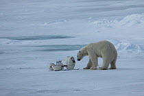 Polar bear (Ursus maritimus) investigating 'Blizzard cam' remote camera used for filming polar bears, Svalbard, Norway, taken on location for 'Polar Bear : Spy on the Ice' August 2010