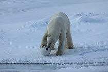 Polar bear (Ursus maritimus) investigating 'Snowball cam' a remote camera used for filming polar bears, Svalbard, Norway, taken on location for 'Polar Bear : Spy on the Ice' August 2010