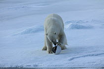 Polar bear (Ursus maritimus) investigating 'Snowball cam' a remote camera used for filming polar bears, Svalbard, Norway, taken on location for 'Polar Bear : Spy on the Ice' August 2010