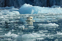 Iceberg cam - remote camera used for filming polar bears, Svalbard, Norway, taken on location for 'Polar Bear : Spy on the Ice' August 2010